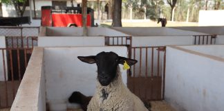 Expô Prudente terá fazendinha para as crianças, leilões e provas