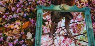 Semea anuncia evento para premiar vencedores do 8º Concurso Fotográfico Árvores da Cidade