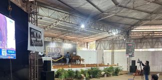 Leilão de cavalos Quarto de Milha e Paint Horse movimenta a Expô Prudente nesse fim de semana