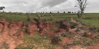 SOESP alerta que pastagem degradada prejudica bolso, ambiente e imagem da pecuária