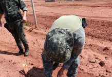 Produtor é multado em R$ 30 mil por derrubar árvores navitas em sítio de Teodoro Sampaio