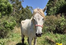 Polícia Civil investiga maus-tratos contra equino em área de preservação de Tarabai