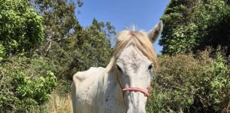 Polícia Civil investiga maus-tratos contra equino em área de preservação de Tarabai