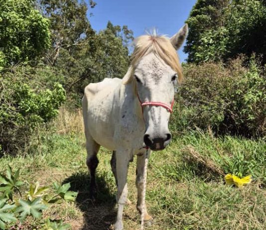 Polícia Civil investiga maus-tratos contra equino em área de preservação de Tarabai