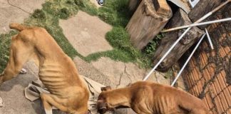 Homem de 54 anos é multado em R$ 9 mil por maus-tratos a cães e posse ilegal de aves silvestres