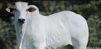 Preços do boi gordo seguem em alta na região de Presidente Prudente com oferta restrita