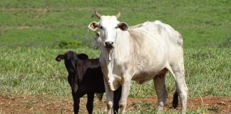Ferramenta gratuita digital da JBS realiza análises socioambientais para apoiar pecuaristas em todo o país