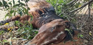 Homem é multado R$ 15 mil por morte e maus-tratos de cavalo em Presidente Bernardes