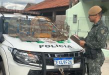 Polícia Ambiental aplica multa de R$ 3,6 mil por manter aves silvestres em cativeiro em Martinópolis