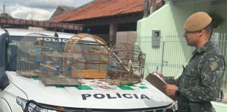 Polícia Ambiental aplica multa de R$ 3,6 mil por manter aves silvestres em cativeiro em Martinópolis
