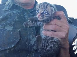 Após fortes chuvas filhote de Jaguatirica é encontrado em fazenda de Rancharia