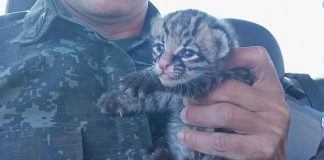 Após fortes chuvas filhote de Jaguatirica é encontrado em fazenda de Rancharia