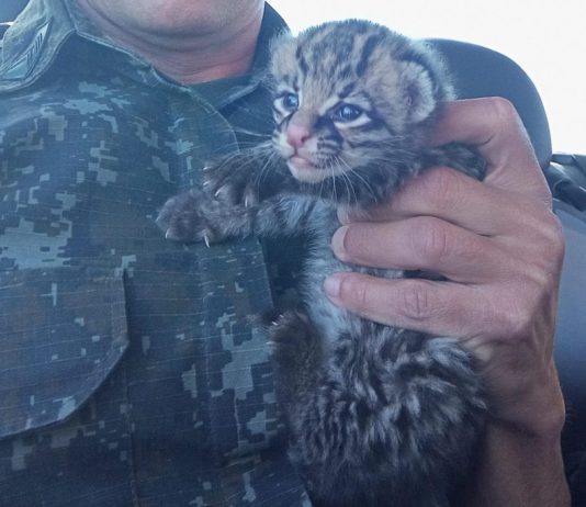 Após fortes chuvas filhote de Jaguatirica é encontrado em fazenda de Rancharia