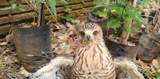 Após vendaval filhote de gavião-carijó é resgatado em Presidente Prudente