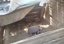 Morador de Lucélia é multado em R$ 1.500 por manter jabutis em cativeiro