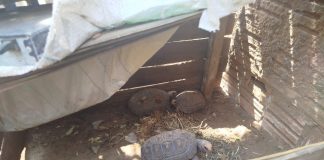 Morador de Lucélia é multado em R$ 1.500 por manter jabutis em cativeiro