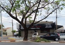 Avenida Paulo Marcondes será interditada domingo para retirada de árvores e ondulações