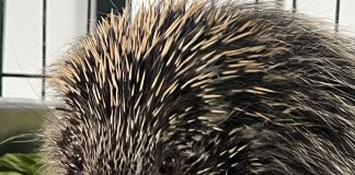 Ouriço resgatado em incêndio recebe cuidados dos veterinários da Cidade da Criança