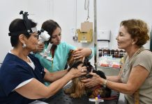 Estudo da Unoeste recebe cães de interessados para tratar úlcera de córnea