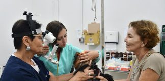 Estudo da Unoeste recebe cães de interessados para tratar úlcera de córnea