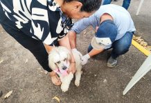 Vigilância de Zoonoses faz plantão de chipagem no João Domingos nesta terça-feira