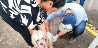 Vigilância de Zoonoses faz plantão de chipagem no João Domingos nesta terça-feira