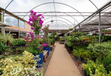 Operação do Procon-SP em Prudente encontra irregularidades em cinco comércios de flores e plantas