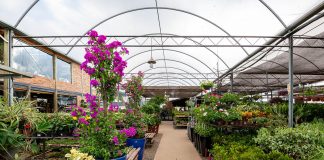 Operação do Procon-SP em Prudente encontra irregularidades em cinco comércios de flores e plantas