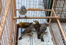 Homem é multado em R$ 5 mil por capturar aves silvestres em Presidente Bernardes