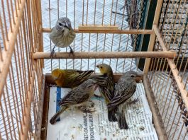 Homem é multado em R$ 5 mil por capturar aves silvestres em Presidente Bernardes