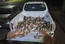 Operação da Polícia Ambiental apreende 100 Kg de peixes que são doados para o Centro Educacional Walter Figueiredo