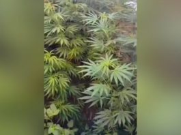 Mãe entrega filho à Polícia Militar e revela 11 pés de maconha em quintal de casa em Dracena