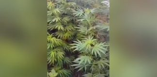 Mãe entrega filho à Polícia Militar e revela 11 pés de maconha em quintal de casa em Dracena