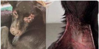 Polícia Civil investiga maus-tratos a cães em residência em Pirapozinho