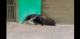 ASSISTA: Tamanduá-bandeira é flagrado caminhando pelas ruas do Parque dos Girassóis em Presidente Prudente