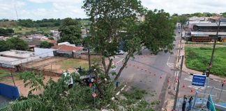Avenida Paulo Marcondes é interditada parcialmente para retirada de mais duas árvores