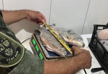 Polícia Ambiental apreende mais de 10 kg de peixes nativos e autua pescador em R$ 1,2 mil em Panorama