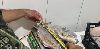 Polícia Ambiental apreende mais de 10 kg de peixes nativos e autua pescador em R$ 1,2 mil em Panorama