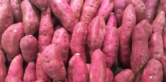 Batata-doce vai virar etanol e ração animal em Presidente Prudente