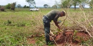 Sítio em Teodoro Sampaio é autuado em R$ 10,2 mil por corte irregular de árvores nativas