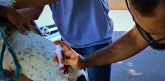 UVZ faz plantão no Santa Clara, bairro onde foi confirmado caso de leishmaniose humana