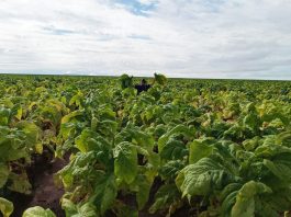 UNOESTE: Estudo faz análise nutricional de tabaco irrigado na Bahia