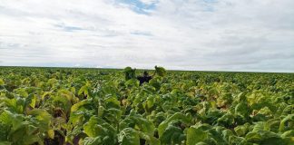 UNOESTE: Estudo faz análise nutricional de tabaco irrigado na Bahia