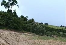 Arrendatário é multado em quase R$ 4 mil por intervenção irregular em área ambiental em Anhumas