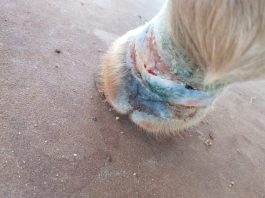 Homem é autuado em R$ 3 mil por praticar maus tratos a equino em Rosana