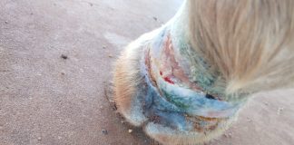 Homem é autuado em R$ 3 mil por praticar maus tratos a equino em Rosana