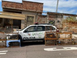 Homem é multado em R$ 8 mil por manter 16 aves silvestres em cativeiro em Presidente Prudente