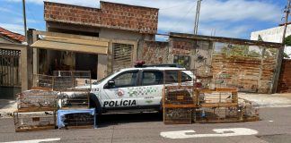 Homem é multado em R$ 8 mil por manter 16 aves silvestres em cativeiro em Presidente Prudente