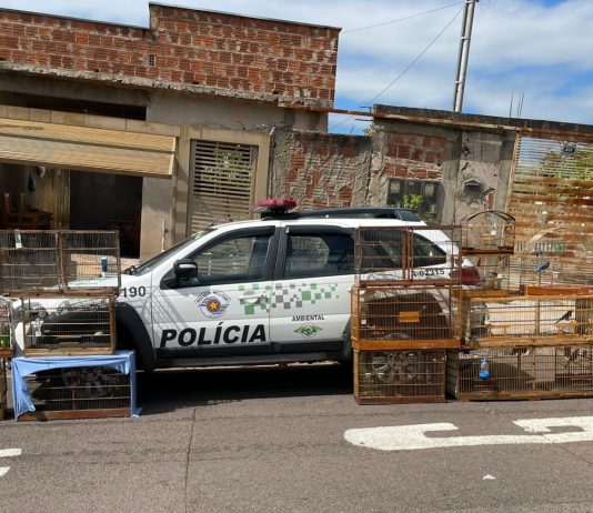 Homem é multado em R$ 8 mil por manter 16 aves silvestres em cativeiro em Presidente Prudente