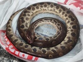 Homem morde sucuri para escapar de ataque em SP; animal morre
